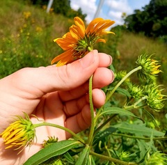 (c) Raven Dandridge, some rights reserved (CC BY) Helianthus grosseserratus, photograph (c) Raven Dandridge, some rights reserved (CC BY)