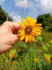 (c) Raven Dandridge, some rights reserved (CC BY) Helianthus grosseserratus, photograph (c) Raven Dandridge, some rights reserved (CC BY)