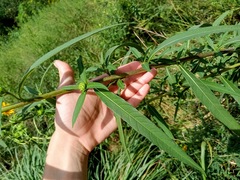 (c) Raven Dandridge, some rights reserved (CC BY) Helianthus grosseserratus, photograph (c) Raven Dandridge, some rights reserved (CC BY)
