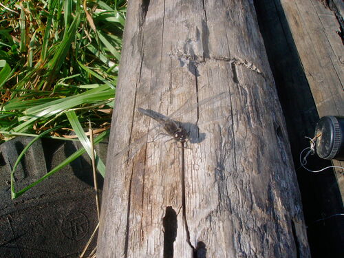 Black Meadowhawk