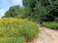 (c) Raven Dandridge, some rights reserved (CC BY) Helianthus grosseserratus, photograph (c) Raven Dandridge, some rights reserved (CC BY)