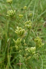 Lomatium bradshawii