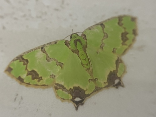 Agathia lycaenaria, 2026-09-23