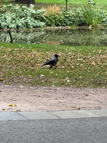 Hooded Crow