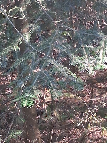 balsam fir