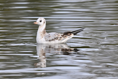 Black-headed Gull