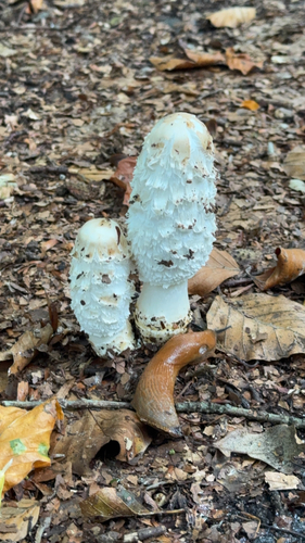 Shaggy Mane