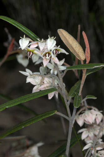Image of Lasiopetalum behrii by (c) Chris Lindorff, some rights reserved (CC BY)