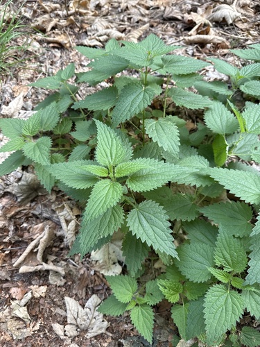 great stinging nettle