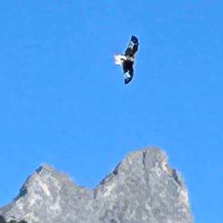 Red Kite