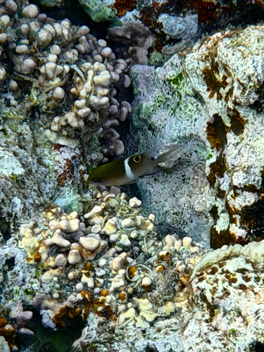 Plectroglyphidodon leucozonus observed 2026-09-05