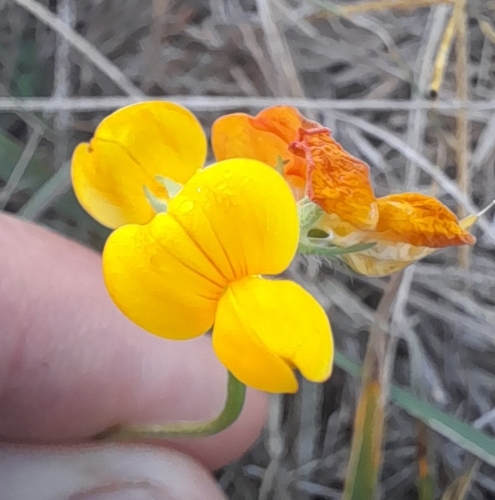 bird's-foot trefoil