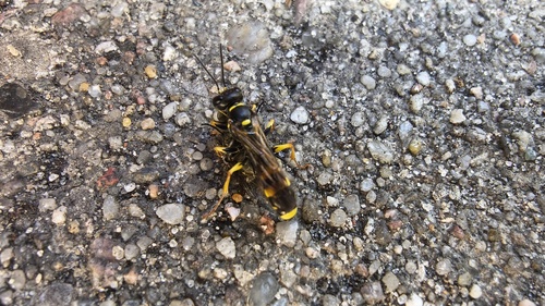 Field digger wasp