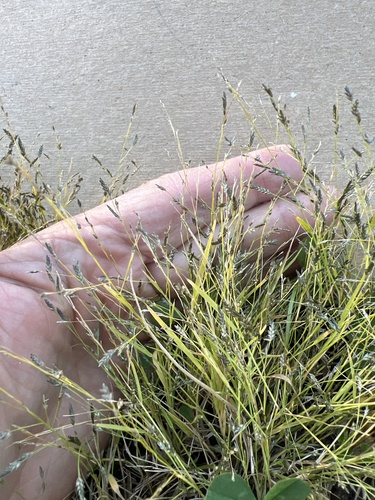 Eragrostis pectinacea observed 2026-09-23