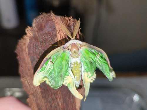North American Luna Moth