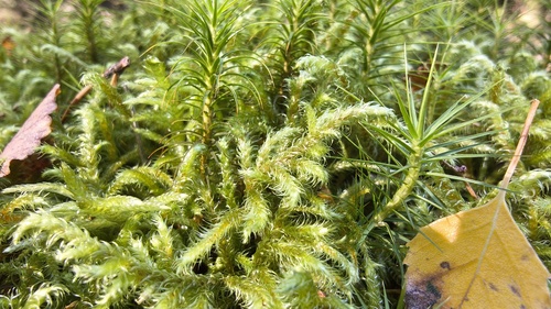 Lanky Moss