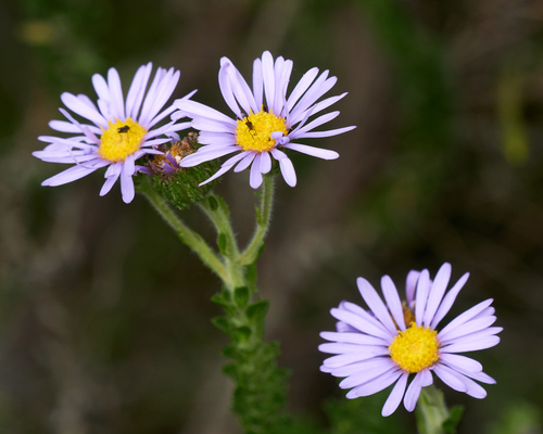 Felicia echinata