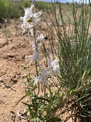 Delphinium wootonii