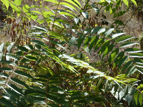 tree-of-heaven