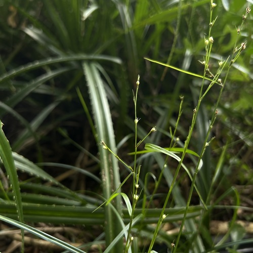 Scleria lithosperma observed 2026-09-23