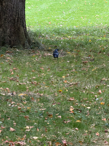 Eurasian Jackdaw