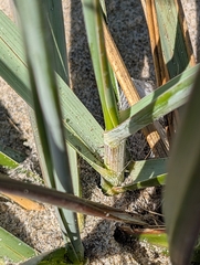 Leymus mollis, photograph (c) John A Haskins, some rights reserved (CC BY)