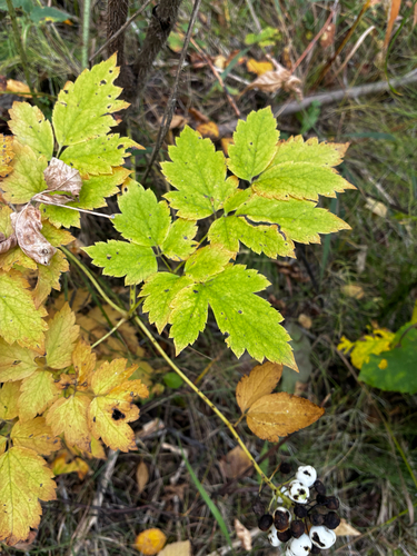 Actaea rubra, photograph 6