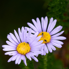 Felicia echinata, photograph (c) Glynn Morris, some rights reserved (CC BY)