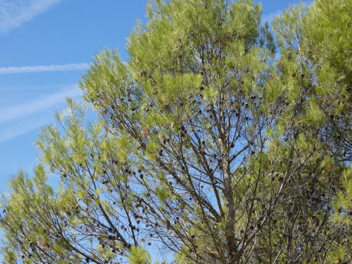 Aleppo pine