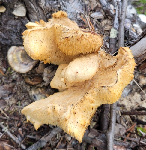 Tiered tooth fungus