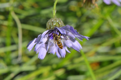 Marmalade Hover Fly