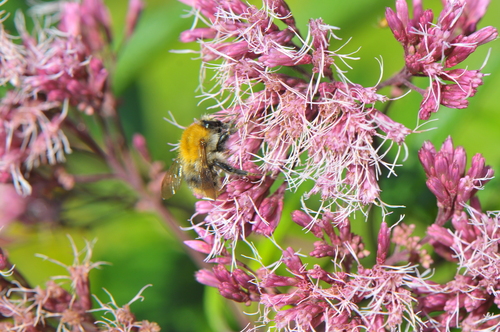 Common Carder Bumble Bee