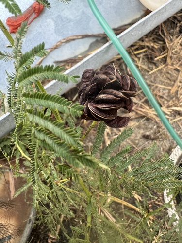 Illinois bundleflower