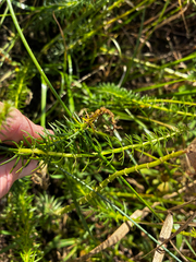 Hippuris vulgaris, photograph (c) Arthur Whiting, some rights reserved (CC BY)