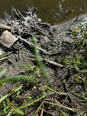 Hippuris vulgaris, photograph (c) Arthur Whiting, some rights reserved (CC BY)