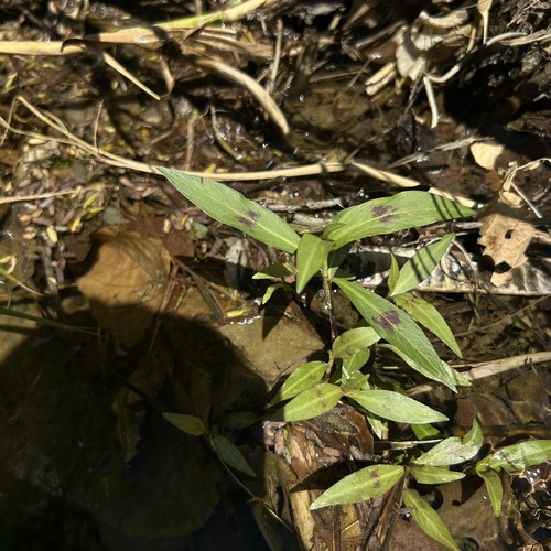 Persicaria barbata observed 2026-09-23