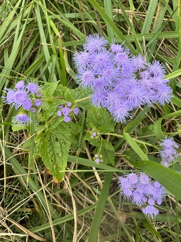 blue mistflower