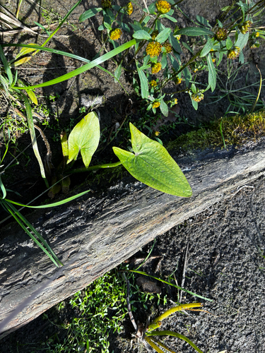 Sagittaria cuneata