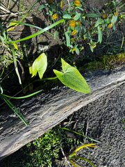 Sagittaria cuneata
