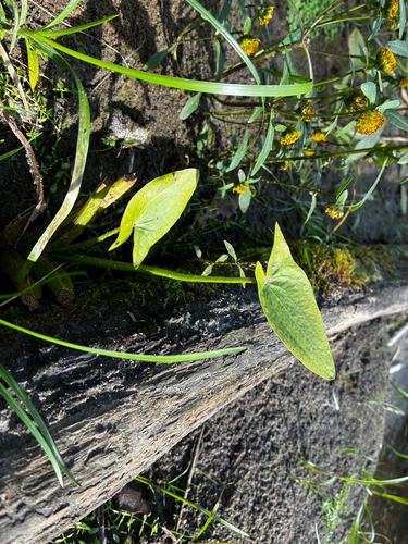 Sagittaria cuneata, photograph 2