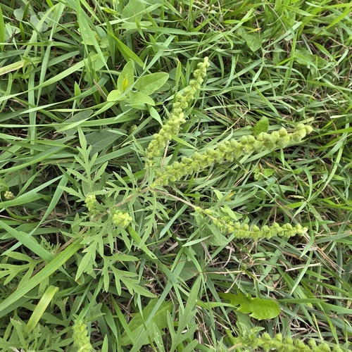 common ragweed