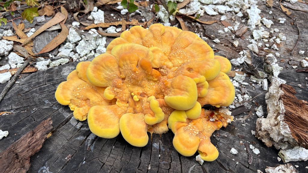 Western Hardwood Sulphur Shelf · September 2026 · photo: Photo: (c) Mary Jantsch, some rights reserved (CC BY) · iNaturalist