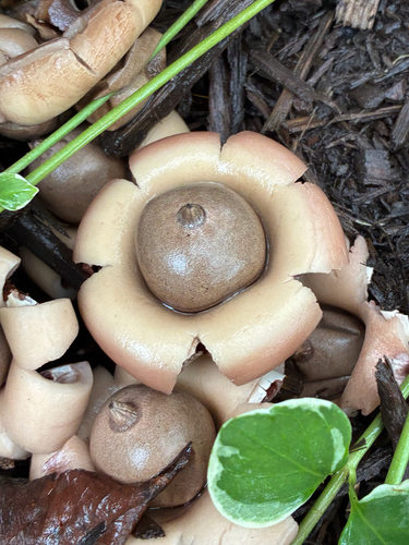 Geastrum morganii