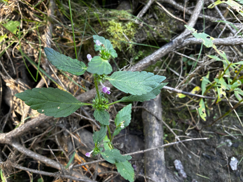 Galeopsis bifida, photograph 6