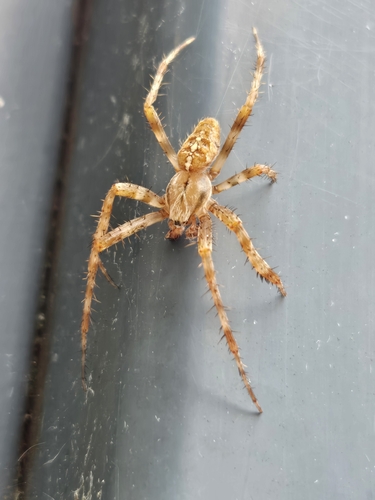 Cross Orbweaver