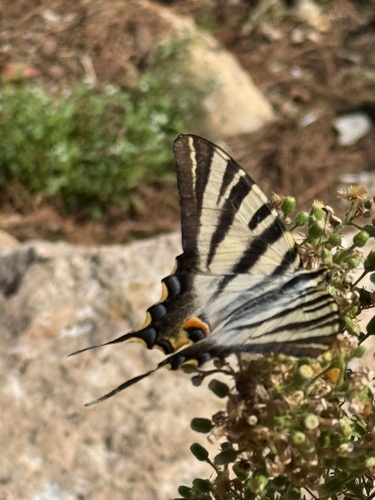 Iberian Scarce Swallowtail