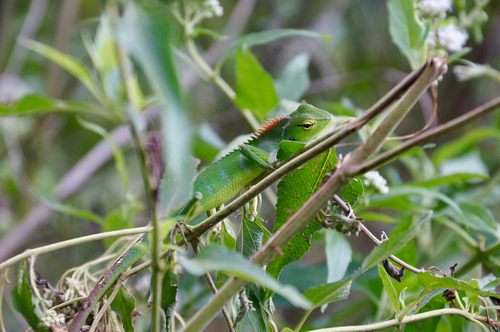 Common Green Forest Lizard