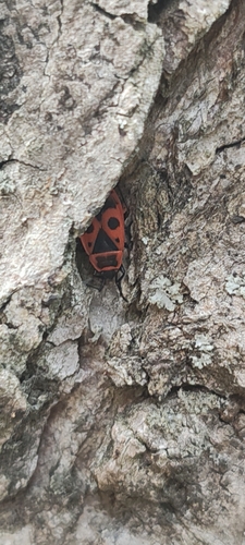 European Firebug