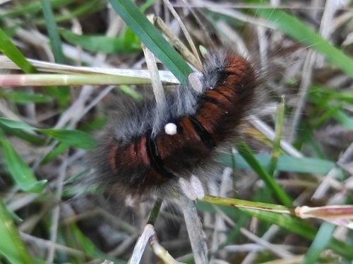 Fox Moth