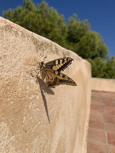Old World Swallowtail